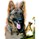 Schutzhound Shepherd
