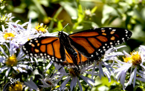 Solo monarch butterfly_5017