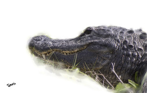 alligatorhead